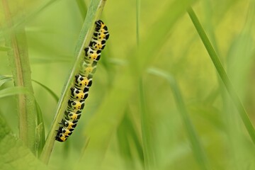 Raupe des Lattich-Mönchs (Cucullia lactucae) an Acker-Gänsedistel (Sonchus arvensis)