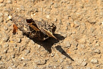 Zwei Landkärtchen (Araschnia levana f. prorsa)
an Kot