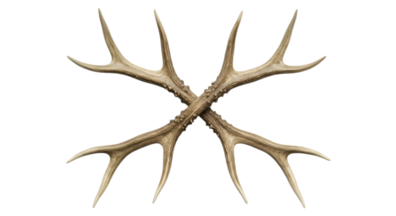Pair of crossed deer antlers against a black background.