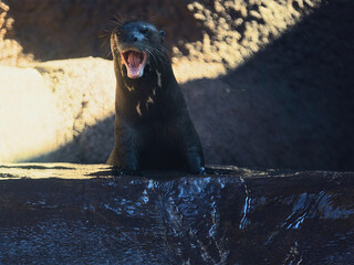 Sea Lion with Mouth Open on Exhibit Ledge