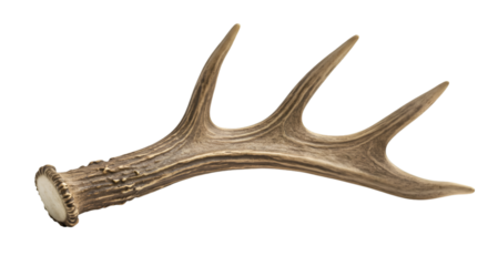 Close-up view of a deer antler.