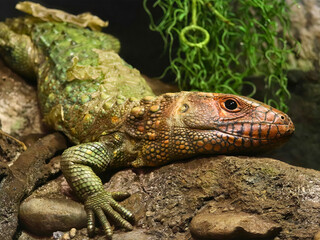 Caiman Lizard Resting on Rock