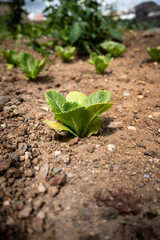 Young Lettuce Plant Growing in Soil