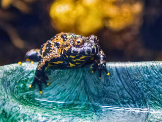 Fire-Bellied Toad on Glass Edge