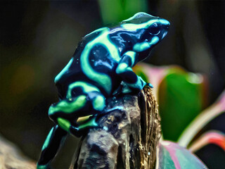 Green and Black Dart Frog on Branch