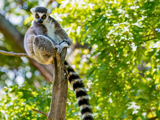 Ring-Tailed Lemur on Tree Trunk