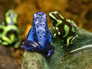Blue and Green Dart Frogs Together