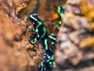 Poison Dart Frogs Climbing Bark