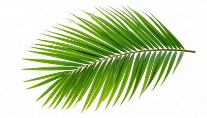 Obraz premium Palm frond on white background
