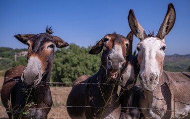 A herd of curious, friendly donkeys behind a fence