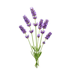 Obraz premium A bunch of blooming purple lavender flowers, isolated on transparent background