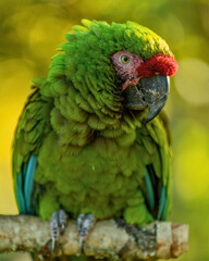 Military Macaw Perched on Branch