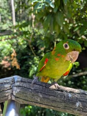 Birds Park in Iguazu National park, Brazil. Parque das Aves. White-eyed Parakeet (Psittacara leucophthalmus).