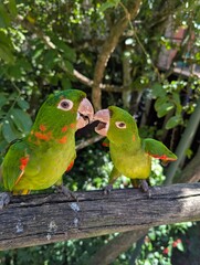 Birds Park in Iguazu National park, Brazil. Parque das Aves. White-eyed Parakeet (Psittacara leucophthalmus).