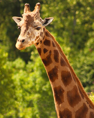 Reticulated Giraffe in Sunlight