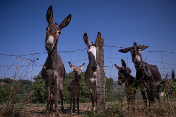 A herd of curious, friendly donkeys behind a fence