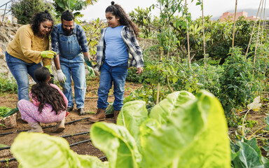 Indian family picking up organic vegetables from house garden outdoor - Vegetarian, healthy food and children education concept - Main focus on son face