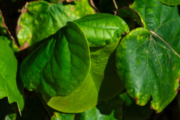 Full-frame detail of green plant leaves. Flora.