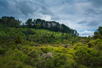 A panoramic view of the vibrant native bush and pine forest in Rotorua, New Zealand, under dramatic...