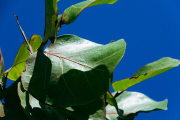 Details of green plant leaves. Flora.