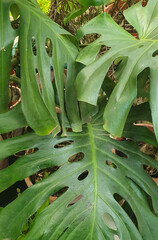 Tropical monstera plant with large, glossy leaves with characteristic cuts. Close-up of a green leaf