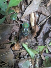 Birds Park in Iguazu National park, Brazil. Parque das Aves. Cicada beetle.