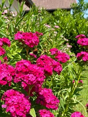 pink flowers in a garden
