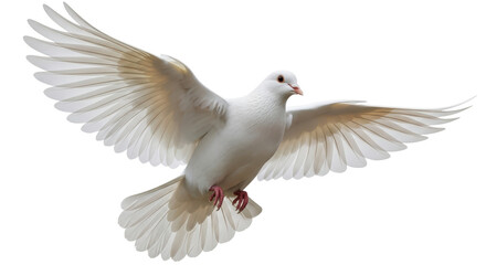 Isolated White Dove Flying with Wings Spread