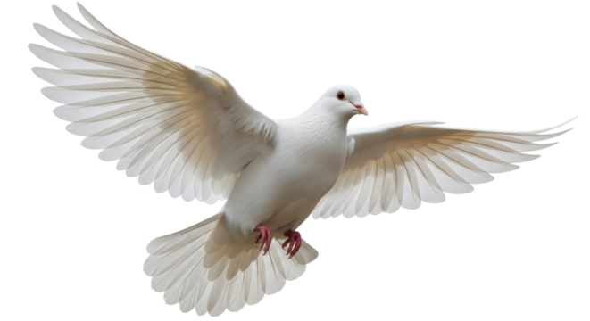 Isolated White Dove Flying with Wings Spread