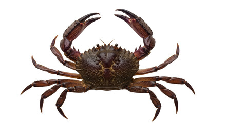 Isolated Crab