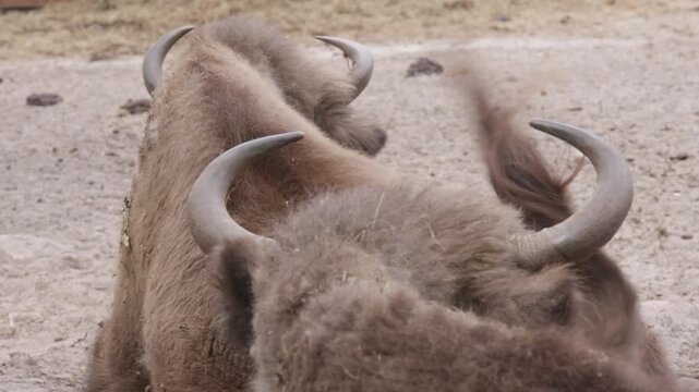European wood bison also known as the wisent, zubr or buffalo. Head and horns.