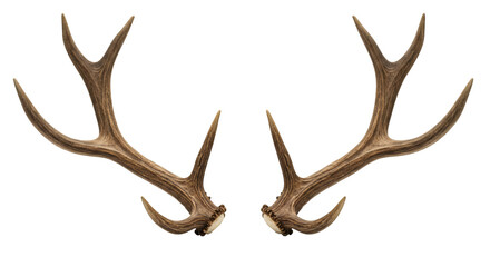 Pair of deer antlers against a black background.