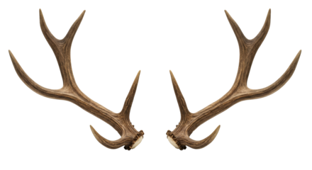 Pair of deer antlers against a black background.