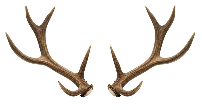 Pair of deer antlers against a black background. - Powered by Adobe
