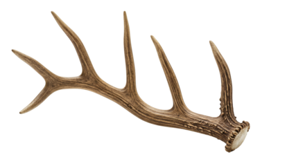 Detailed close-up view of a deer antler.