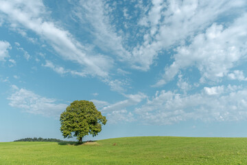 Large green tree stands alone on a grassy hill under a clear blue sky during daylight hours in a serene landscape