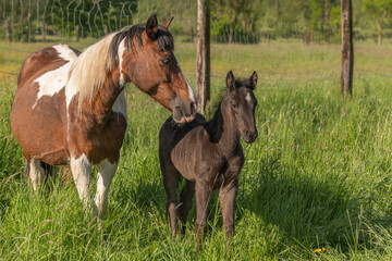 Fototapeta premium Horses stand together in a lush green pasture on a sunny day in the countryside