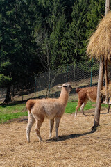Two llamas in a rural setting, one standing near a hay stack, with a green forest in the...