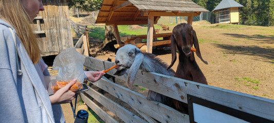 Two goats reaching through a wooden fence, eagerly reaching for a carrot, with a rustic shelter in...