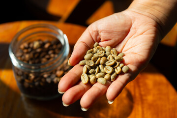 Two hands carrying green coffee beans from Gayo region, Aceh, Indonesia.  Checking the quality of the beans.