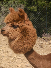 
A close-up of a llama with a fluffy, mane-like coat, highlighting its unique features and...