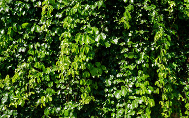 Green leaves wall background. Organic natural background