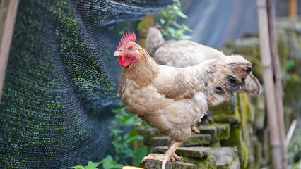 The domestic chicken view in the yard in China