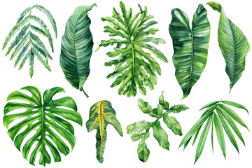 Watercolor tropical leaves collection with monstera banana palm and exotic greenery clipart isolated on white background © Hanna