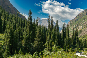 Majestic mountain range with tall evergreen trees, rocky cliffs, vibrant vegetation and distant summits. Ideal environment for trekking, exploration, outdoor recreation, and nature appreciation