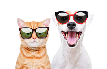 Cheerful dog Jack Russell Terrier and red kitten Scottish Straight in sunglasses, closeup, isolated on a white background