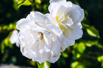 Two white roses are in full bloom, with their petals open and facing the camera.
Two white roses are in full bloom, with their petals open and facing the camera. The flowers are surrounded by green l
