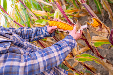 Young farmer inspecting, checking ripe corn cob in field, Dedicated farmer passionate about...
