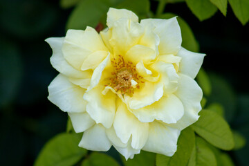 A yellow flower with a green stem.
A yellow flower with a green stem. The flower is in the middle of a green bush. The flower is the main focus of the image