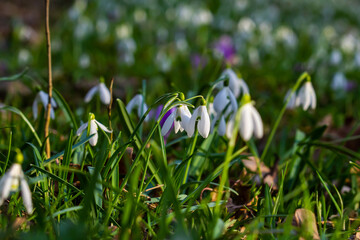 Obraz premium White snowdrop flowers. Galanthus blossoms illuminated by the sun in the green blurred background, early spring. Galanthus nivalis bulbous, perennial herbaceous plant in Amaryllidaceae family